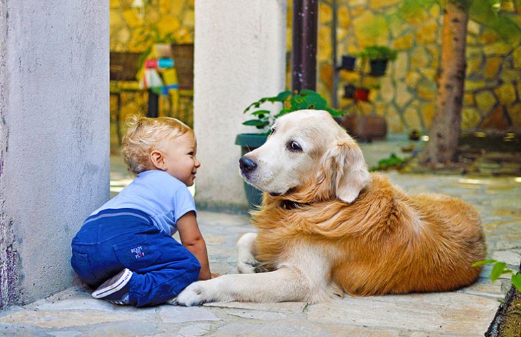 Confira a caminha de cachorro ideal, com os melhores preços